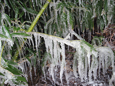 Bamboo Covered in a Layer of Frost and Ice